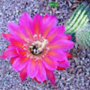 Meet your Posher, Dianne